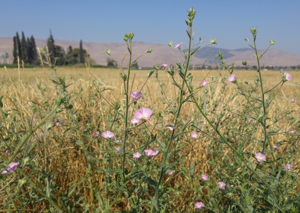 חבלבל מדברי  צולם על ידי אתר הצמחים האדומים 