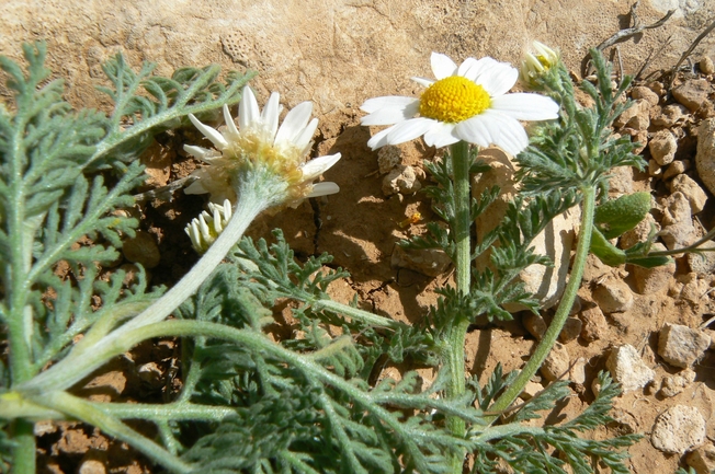 קחוון שקוף  צולם על ידי יאיר אור 