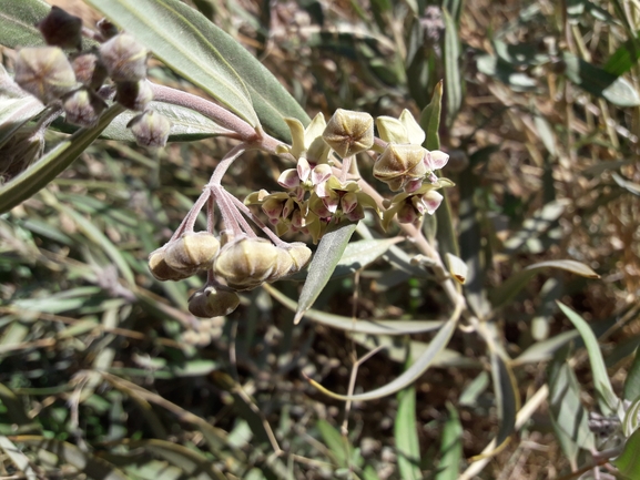 מסמור סיני  צולם על ידי אתר הצמחים האדומים 