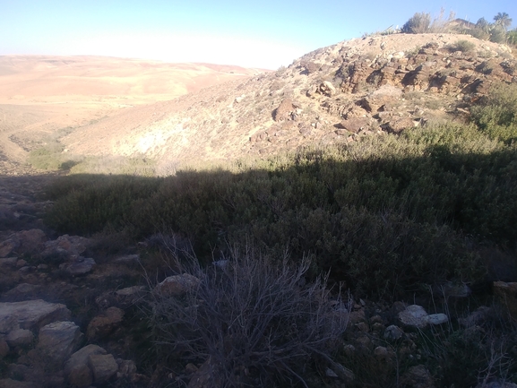 שלהבית המדבר  צולם על ידי דר בן-נתן 