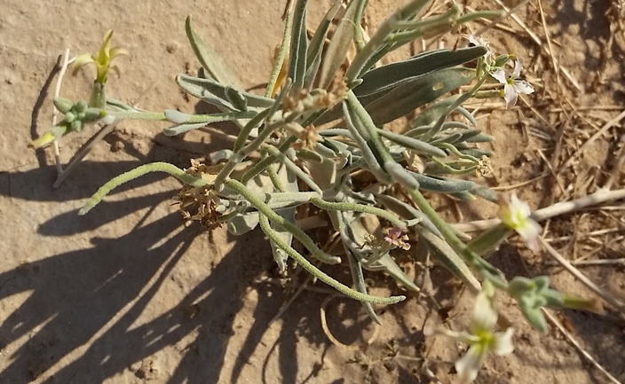 מנתור ערבי  צולם על ידי שמשון ולוטקר 