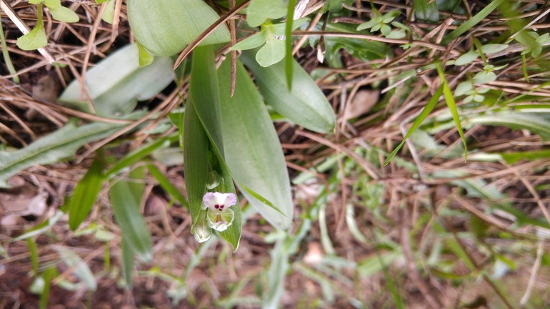 Anacamptis israelitica  צולם על ידי דויד קוטר 