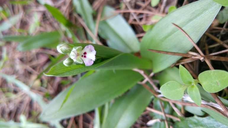 Anacamptis israelitica  צולם על ידי דויד קוטר 