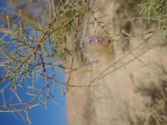 אשל מתנני  צולם על ידי דר בן-נתן 