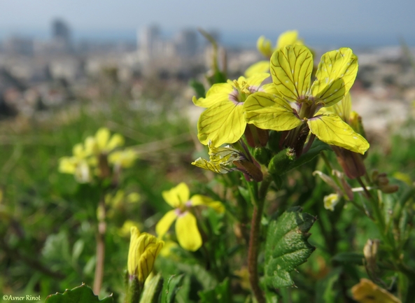 מחרוזת קשתית  צולם על ידי אבנר רינות 