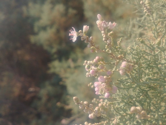 אשל מתנני  צולם על ידי דר בן-נתן 