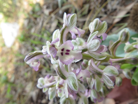 Anacamptis israelitica  צולם על ידי אתר הצמחים האדומים 