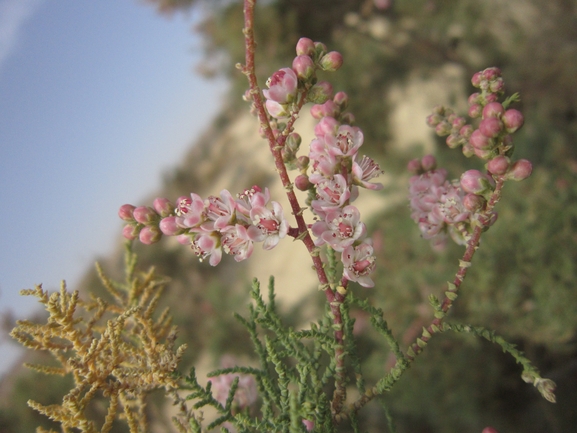 אשל מתנני  צולם על ידי דר בן-נתן 