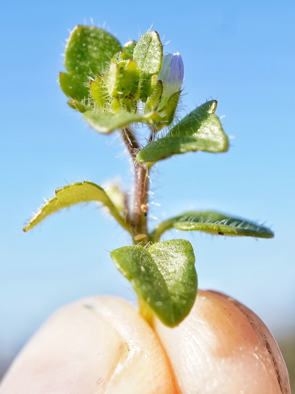 Ivy-leaved Speedwell, Ivyleaf Speedwell  photographed by יהונתן רונס 