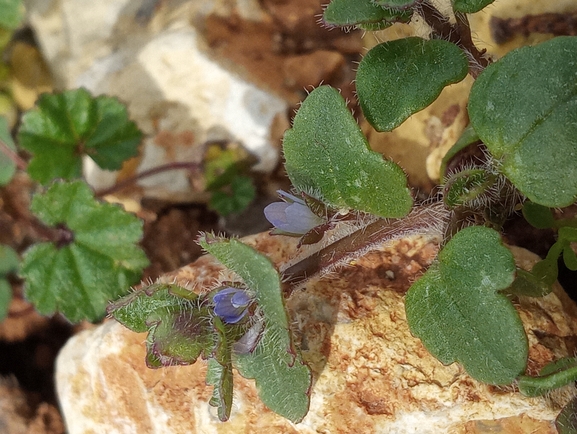 Ivy-leaved Speedwell, Ivyleaf Speedwell  photographed by יהונתן רונס 