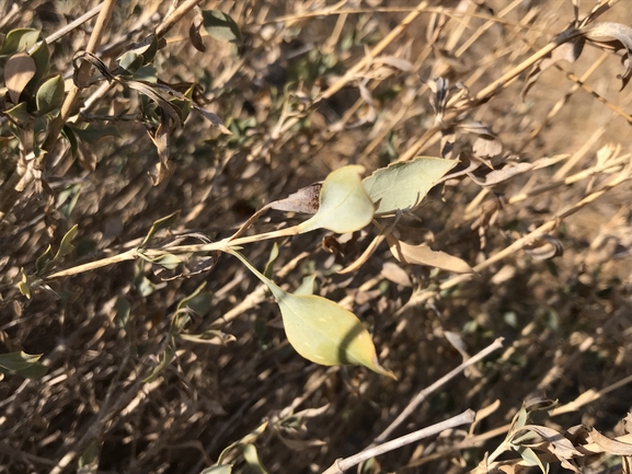 ציפורנית גדולה  צולם על ידי שמואל מזר 