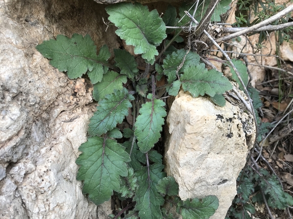 מישויה פעמונית  צולם על ידי שמואל מזר 