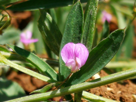 טופח עדשתי  צולם על ידי אלי ליבנה 