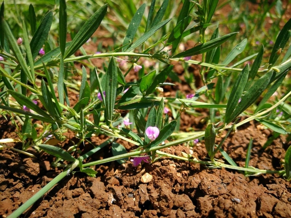 טופח עדשתי  צולם על ידי אלי ליבנה 