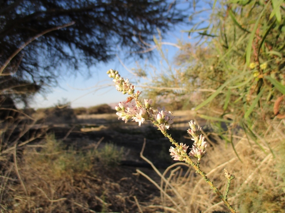 אשל מתנני  צולם על ידי דר בן-נתן 