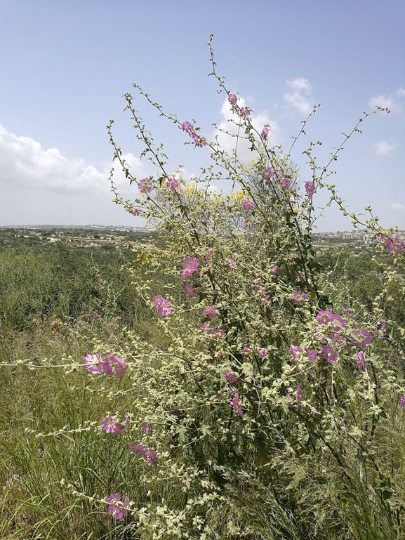 מעוג קיפח  צולם על ידי עירית צוק קובצ'י 