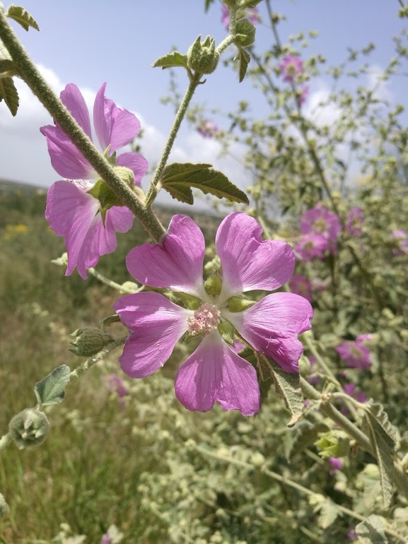 מעוג קיפח  צולם על ידי עירית צוק קובצ'י 