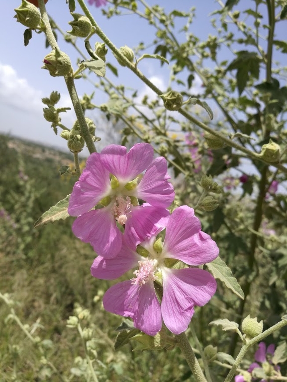 מעוג קיפח  צולם על ידי עירית צוק קובצ'י 