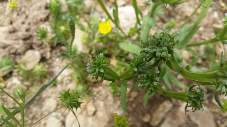 ולריינית דוקרנית  צולם על ידי מנחם אדר 