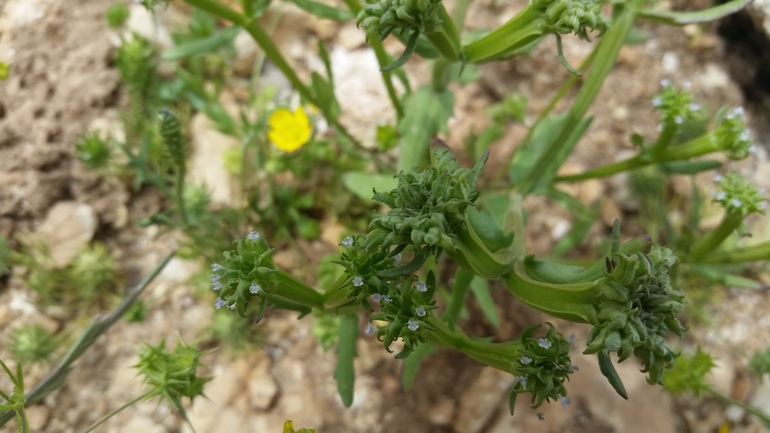 ולריינית דוקרנית  צולם על ידי מנחם אדר 