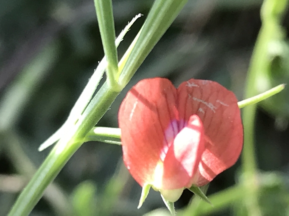 טופח כדורי  צולם על ידי שמואל מזר 