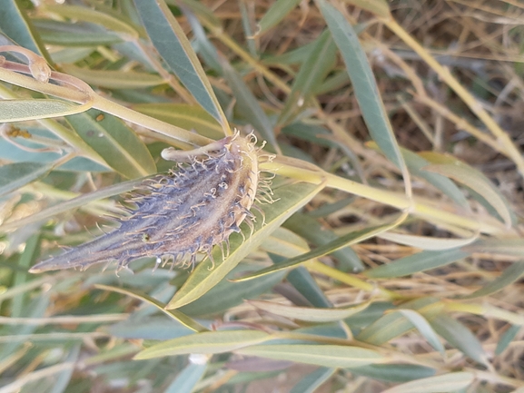 מסמור סיני  צולם על ידי דותן רותם 