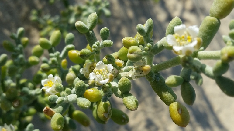 White Bean Caper  photographed by שמשון ולוטקר 