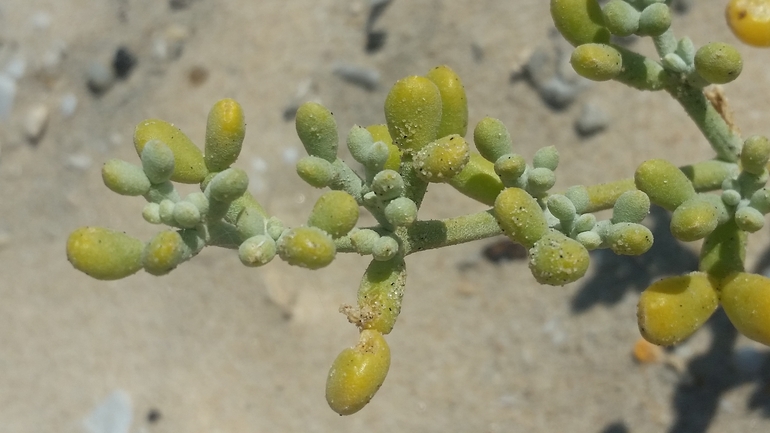 White Bean Caper  photographed by שמשון ולוטקר 