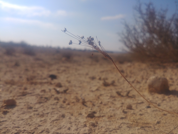 שום קולמן  צולם על ידי דר בן-נתן 