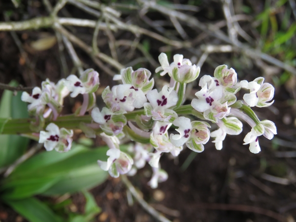 Anacamptis israelitica  צולם על ידי דויד קוטר 