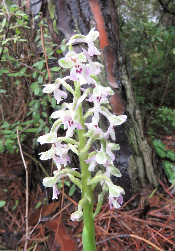 Anacamptis israelitica  צולם על ידי דויד קוטר 