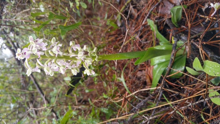 Anacamptis israelitica  צולם על ידי דויד קוטר 