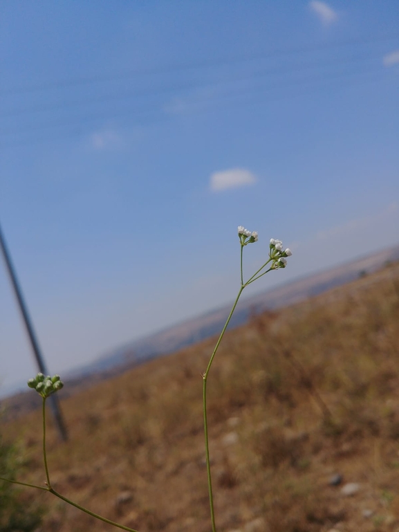 סקליגריה חרמונית  צולם על ידי דר בן-נתן 