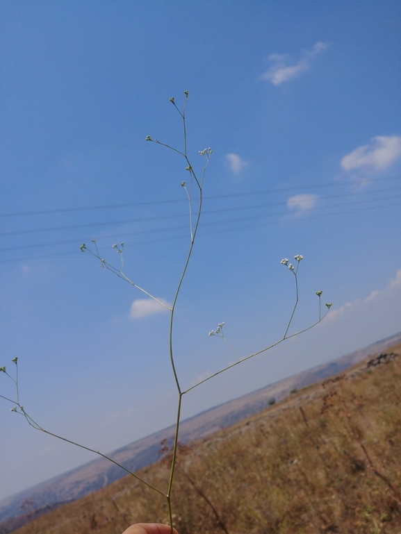 סקליגריה חרמונית  צולם על ידי דר בן-נתן 