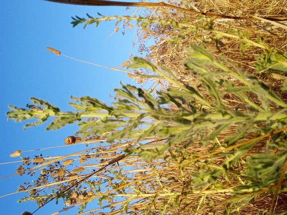 דוגון ירושלמי  צולם על ידי יהונתן רונס 