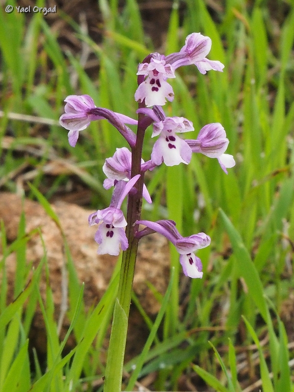 Anacamptis israelitica  צולם על ידי יעל אורגד 