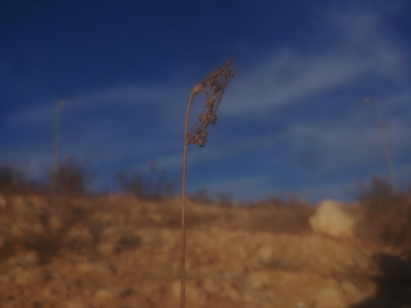 שום קולמן  צולם על ידי דר בן-נתן 