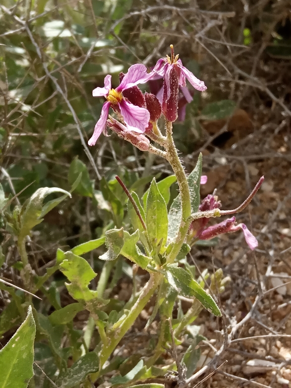 קרן-יעל סורית  צולם על ידי נעם שגב 