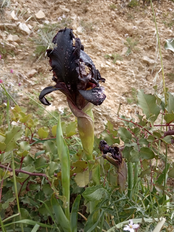 אירוס שחום  צולם על ידי נעם שגב 