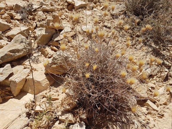 יורינאה טרשית  צולם על ידי אלון זינגר 