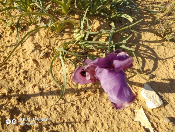 אירוס הנגב  צולם על ידי רון אבן 