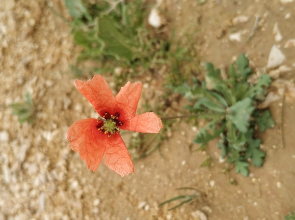 פרג סיני  צולם על ידי מרב לבל 