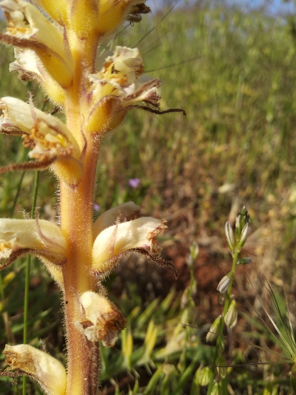 Palestine Broomrape  photographed by יצחק כהן 