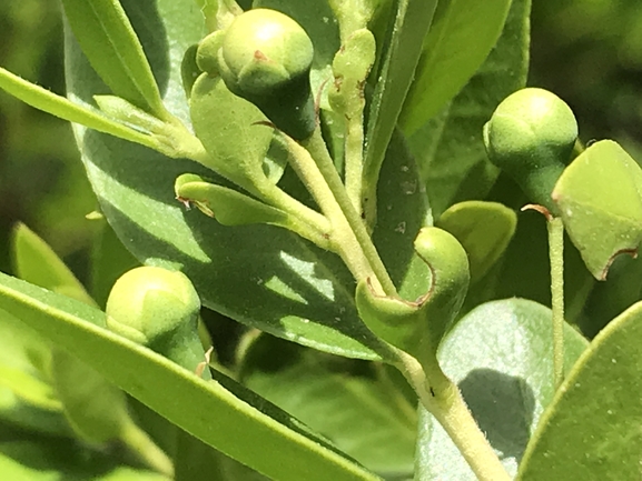 הדס מצוי  צולם על ידי שמואל מזר 