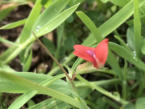 טופח כדורי  צולם על ידי שמואל מזר 