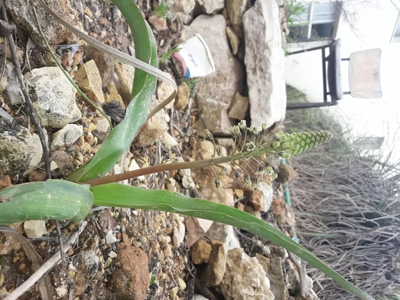 זמזומית ורבורג  צולם על ידי יהונתן רונס 