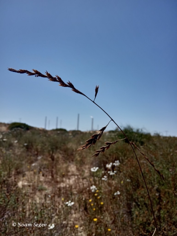 מצדית מגובששת  צולם על ידי נעם שגב 