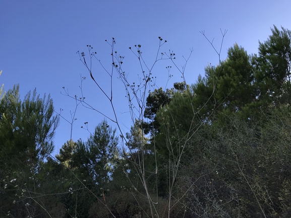 סקליגריה חרמונית  צולם על ידי שמואל מזר 