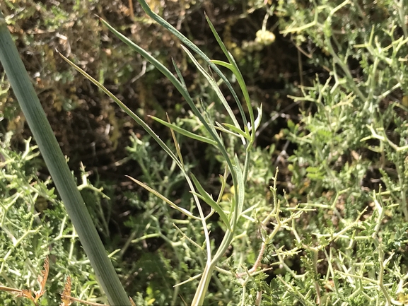 סקליגריה חרמונית  צולם על ידי שמואל מזר 