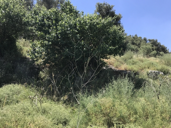 סקליגריה חרמונית  צולם על ידי שמואל מזר 